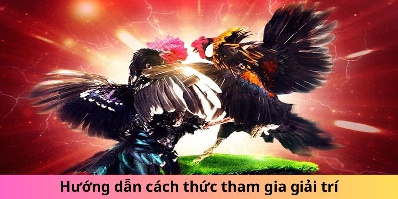 Hướng dẫn các bước để tham gia vào giải trí chọi gà